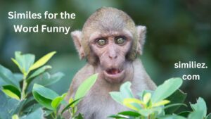 Read more about the article 10+ Similes for the Word Funny